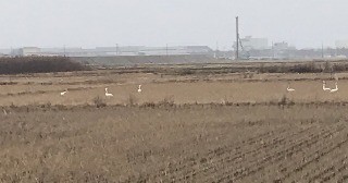 2020.1.3日記「あけましておめでとうございます」